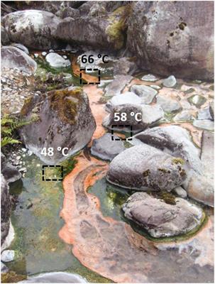 Diurnal Changes in Active Carbon and Nitrogen Pathways Along the Temperature Gradient in Porcelana Hot Spring <mark class="highlighted">Microbial Mat</mark>